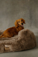 The Lola Pet Bed | Desert Dune
