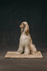 The Lola Pet Pad | Forest Fawn